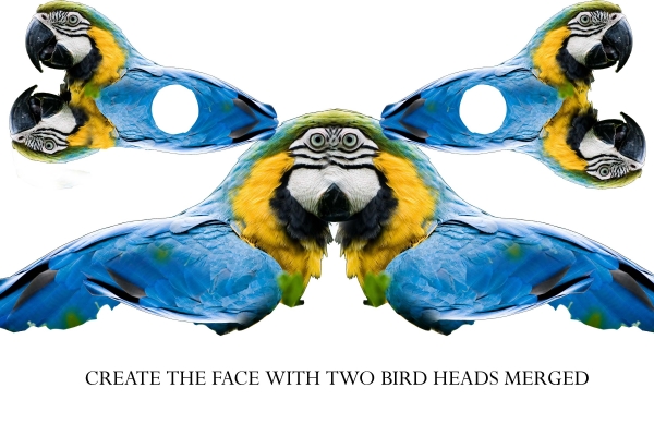 Creation of Polly Wanna Cracker My A$$!!!: Step 4
